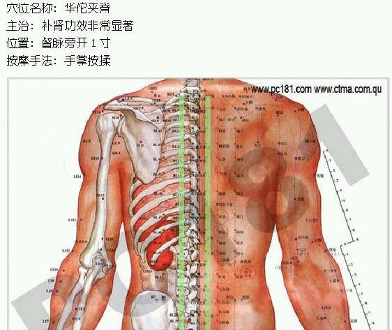华佗夹脊穴