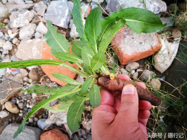 为蓼科酸模属植物土大黄.