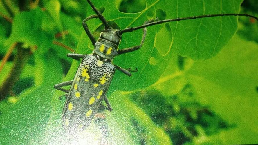 展开全部 是云斑天牛吧 向左转  向右转