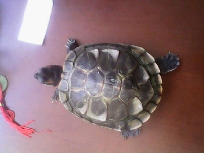 巴西龟是不是蜕皮(有图)