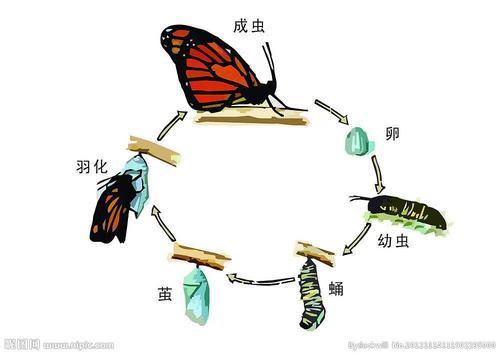 毛毛虫变蝴蝶的过程带图