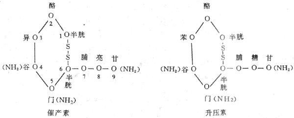 中医书籍 《生理学》  升压素(vasopressin, vp或antidiuretic