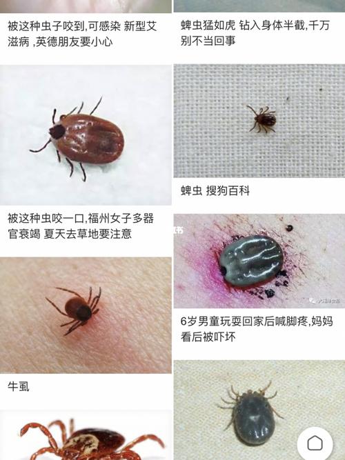 狗狗身上的寄生虫到底是什么啊?