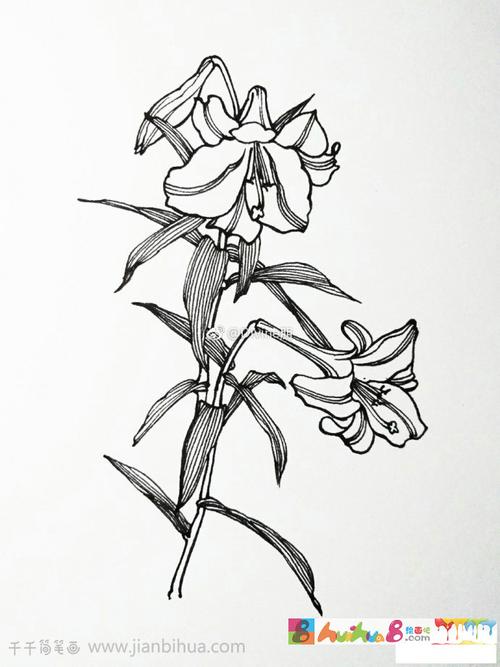 漂亮的百合花简笔画_2