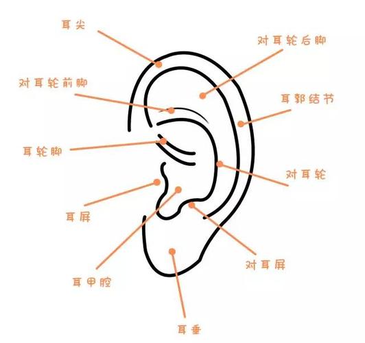 18k镀金,值得淘一淘~ 这是我们的耳朵结构图,一般咱都是打在耳垂中间