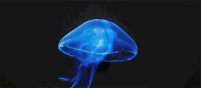 全息投影动态图片素材3d全息投影动图全息投影四面动态图3d投影图片源