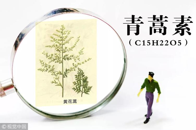 屠呦呦2018憋大招,花青素研究更进一步|李小璐|青蒿素|疟疾|白血病