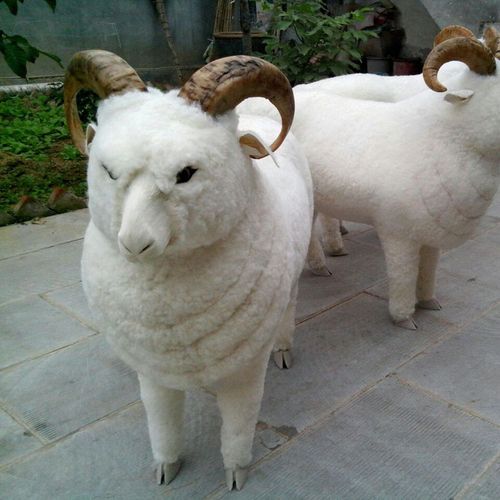 仿真大绵羊 仿真大羊 动物模型 真皮动物标本 115*40*95cm