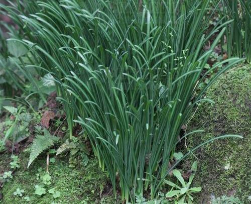 石蒜是一种怎样的植物?