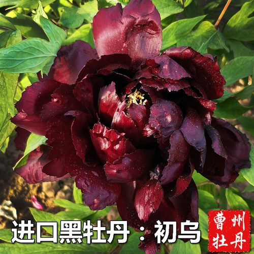新品黑色牡丹花苗重瓣大花正宗x黑牡丹菏泽发货绿植