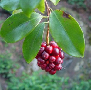 小血藤的功效与作用-图片-禁忌-用法用量-乡间郎中
