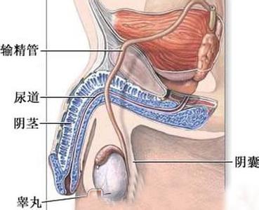 睾丸出现老化变硬