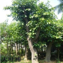 供应广东大叶榕供应商,珠海大叶榕批发价格,深圳大叶榕价格供应商