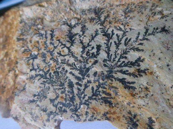 今天在一石头上看见好看的花纹,不晓得是不是传说中的植物化石,随手拍