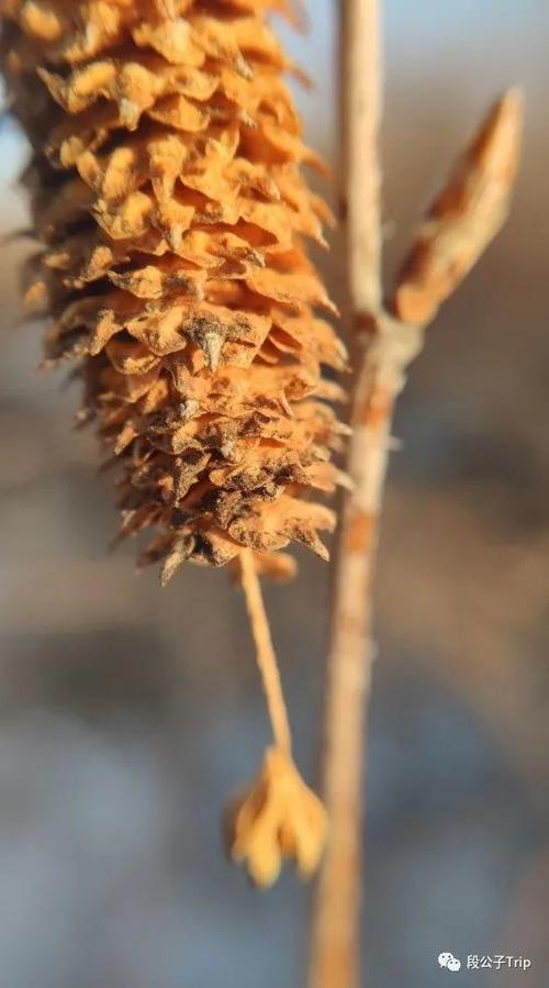 桦树果实,中间是一根细长的果轴,种子和果鳞螺旋排列