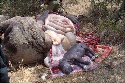 的犀牛贸易发生在中东,中国和越南,这个物种因为人类的贪念而濒临灭绝