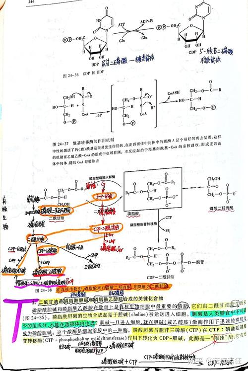 生物化学——第24章脂质的代谢