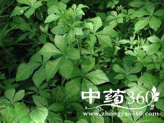 刺五加叶是药用 刺五加叶的功效与作用