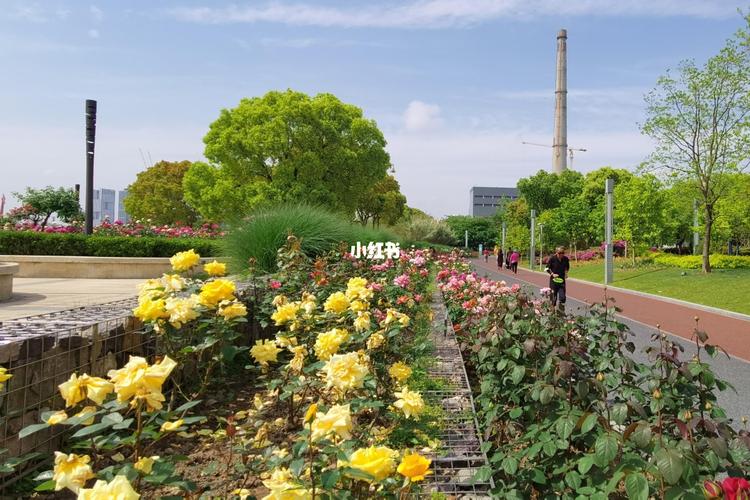 黄浦滨江月季园_月季_周末去哪儿_出行_人文风光展示