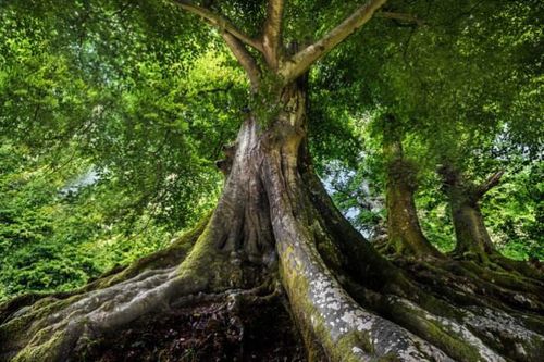 (深度好文,值得所有人深思) 写美篇3,成为一棵大树的第三个条件:根基.