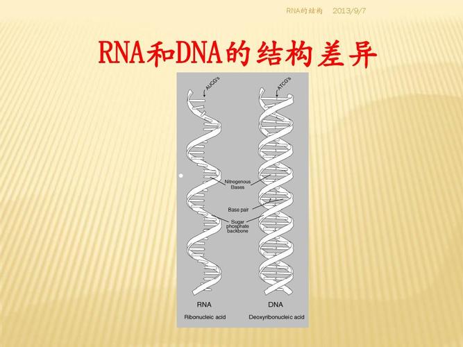 rna的结构ppt