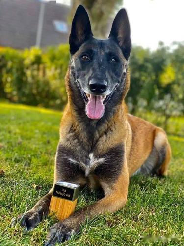 拥有百年历史的的犬,全世界警犬中的新贵～马犬_手机搜狐网