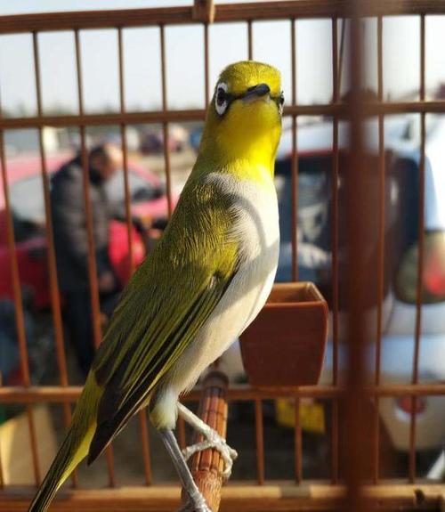 写点绣眼的大叫与水便困惑