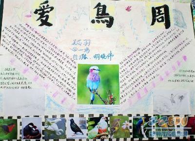 爱绿护巢我为小鸟安个家的手抄报 爱绿护绿手抄报