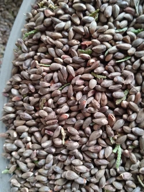 侧柏种子 柏树种子 柏树籽 新产柏树种子