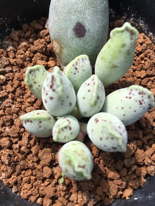 多肉星空花园 天锦章属 多肉植物 正宗海豹水泡成株 超美一物一拍_7折