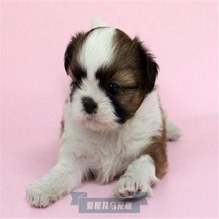 西施犬活体幼犬家养小型玩赏犬韩国白色卷毛比熊宠