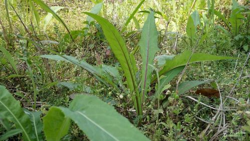 广州上罗村菁舍环山路线61一大片野生苦麦菜.
