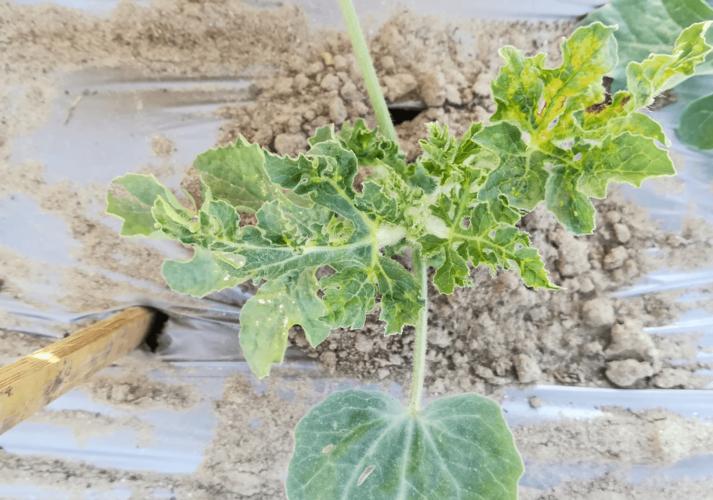 西瓜病毒病难防难治!消灭蚜虫,防止传毒是关键