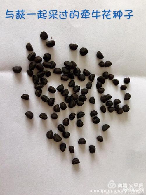 与荻一起赏花时采集的裂叶牵牛花种子.