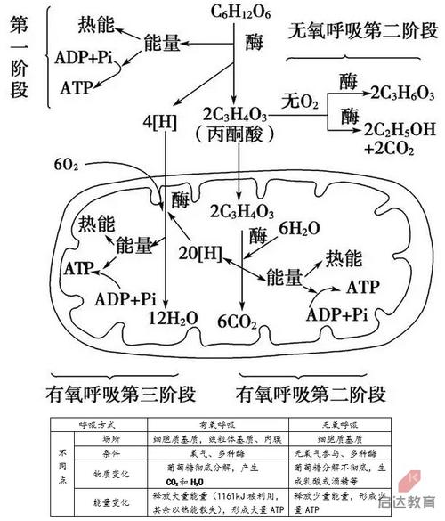 高一上学期生物期末考试指南:呼吸作用知识点