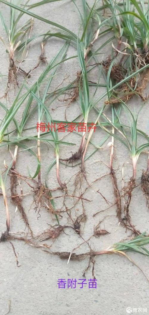 中药材香附子苗,可盆栽欣赏,可大田种植
