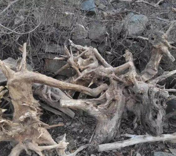 山里弄来的洋槐树根,货源多多,适合做根艺