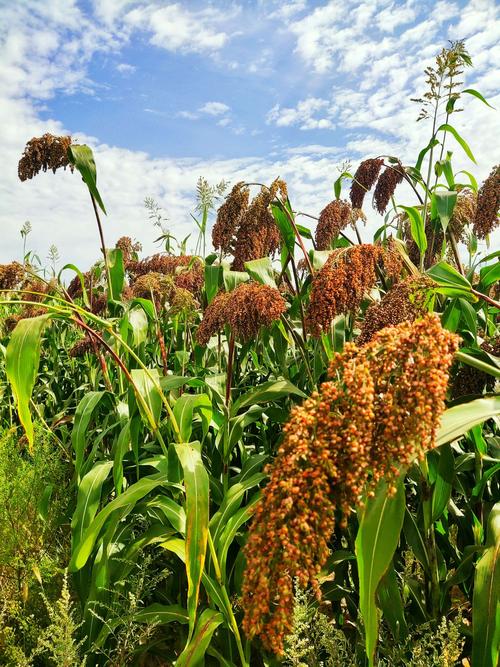 红高粱《青春年华》