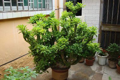 麒麟掌的养殖方法和注意事项,麒麟掌图片_绿化苗木百科_行业资讯_苗儿