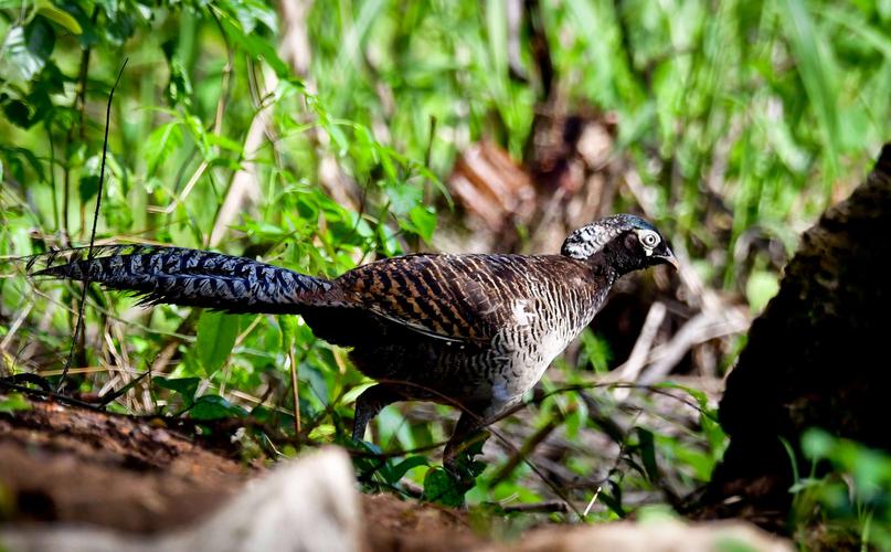 写美篇   白腹锦鸡别名众多,如铜鸡,笋鸡,箐鸡,花箐鸡(雄),麻箐鸡(雌)