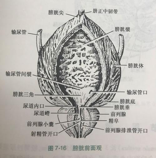 狠狠憋尿,真能把膀胱憋爆炸吗?