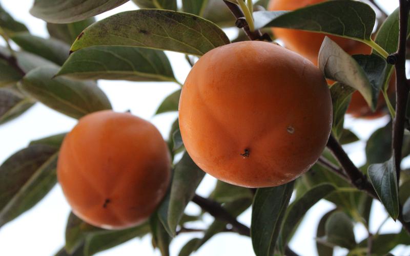 秋天成熟的柿子挂满枝头