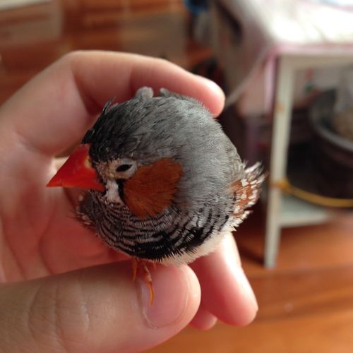 我家公的珍珠鸟前阵子炸毛发抖,我喂了些鸡蛋小米好转很多.