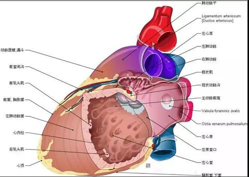 最全的心脏解剖图,没有之一!