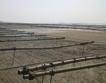 紫菜节采摘"大侠"用餐蘑菇伞美人海漂浮水上皮伐艇水上自行车喂养海豚