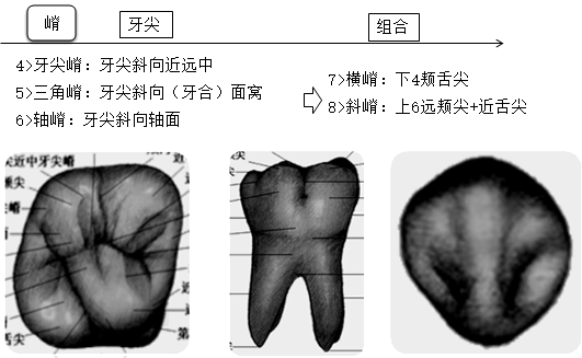 重点来啦!口腔主治医师-牙体解剖基本术语