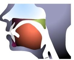 关于英语发音/r/的舌位问题,舌头卷起,发音时卷起的舌尖是像后缩,还是