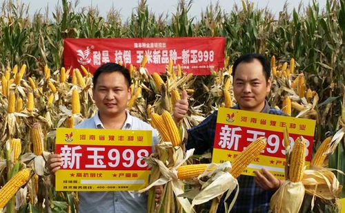 新玉998玉米品种