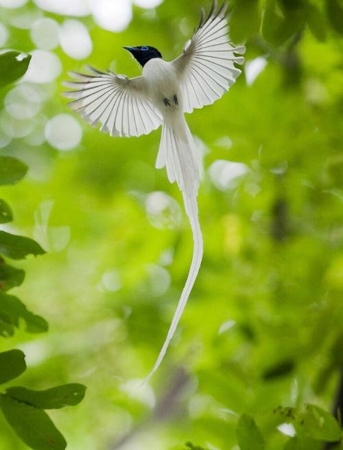 那种鸟类尾巴像丝带