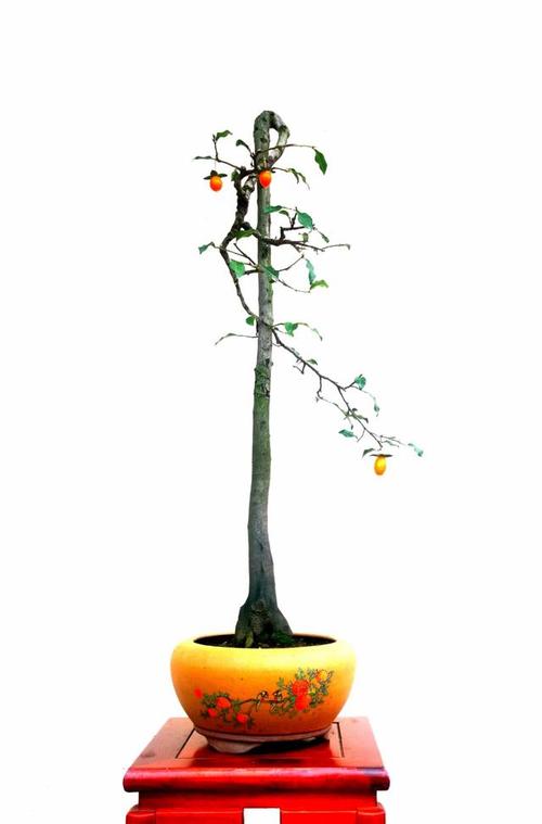 金弹子盆景在长江下游地区的栽培